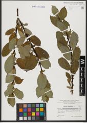 Foto von Salix hastata L.